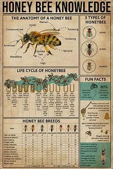 Bee Polen