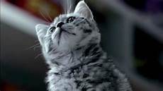 Cat 3