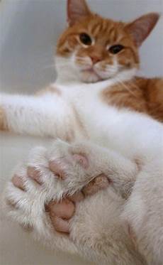 Cat 5