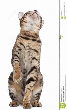 Cat 7