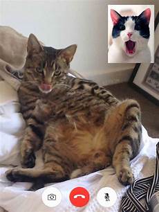 Cat 7