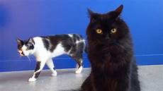Cat 8