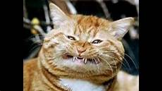 Cat 8