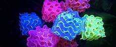 Fluorescent Lamps