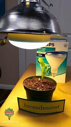 Fluorescent Lamps