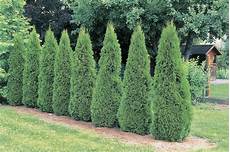 Hedge Pole