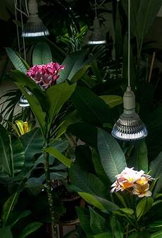 Lotus Flower Energ Saving Lamp