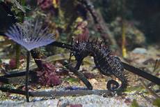 Mini Sas